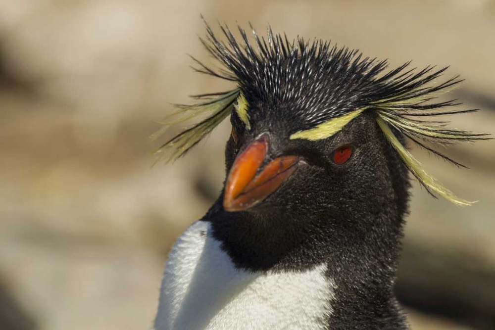 Saunders Island Rockhopper penguin portrait